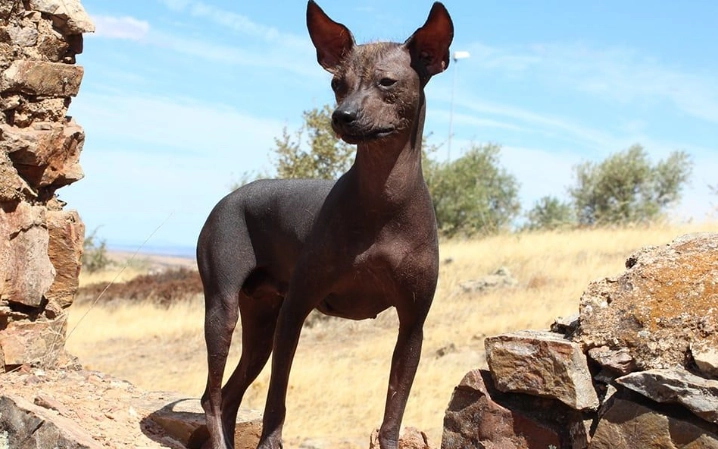 Peruvian Inca Orchid
