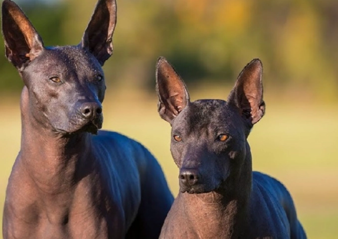 Xoloitzcuintli care