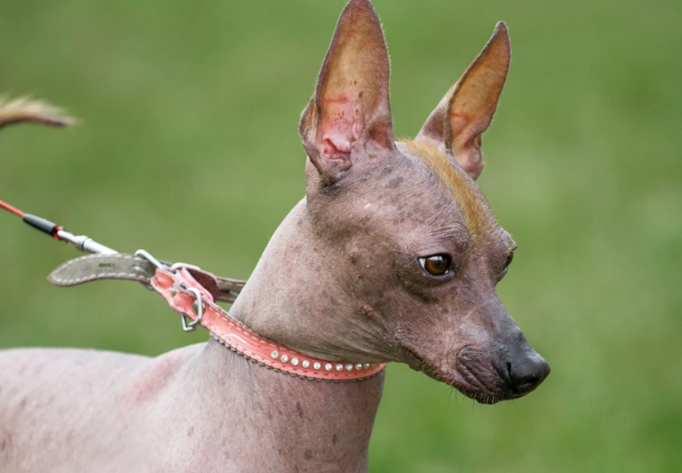 naked dog breeds