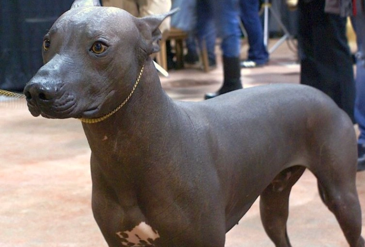big hairless dog breeds