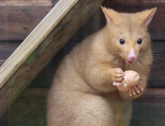 rare golden possum