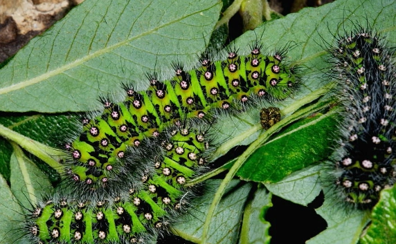 Sasakia charonda caterpillar