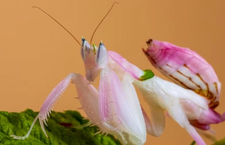 orchid mantis venom orchid mantis venom