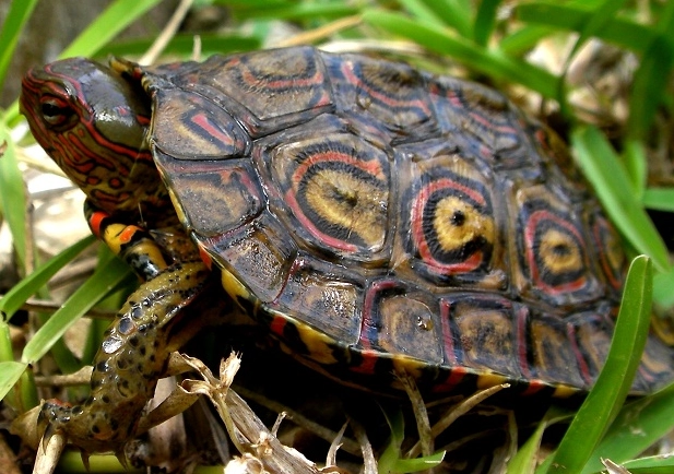 north american wood turtle north american wood turtle