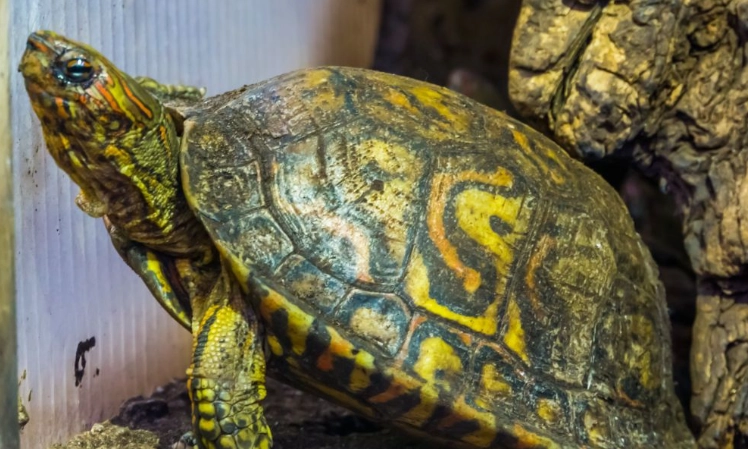 painted wood turtle care painted wood turtle care