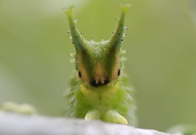 Japanese emperor caterpillar find