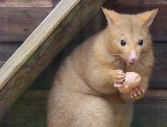 golden brushtail possum