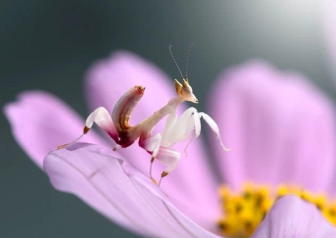 orchid mantis pet laws orchid mantis pet laws