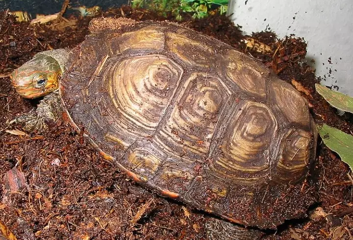 painted wood turtle care painted wood turtle care