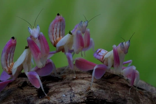are orchid mantis dangerous to humans are orchid mantis dangerous to humans