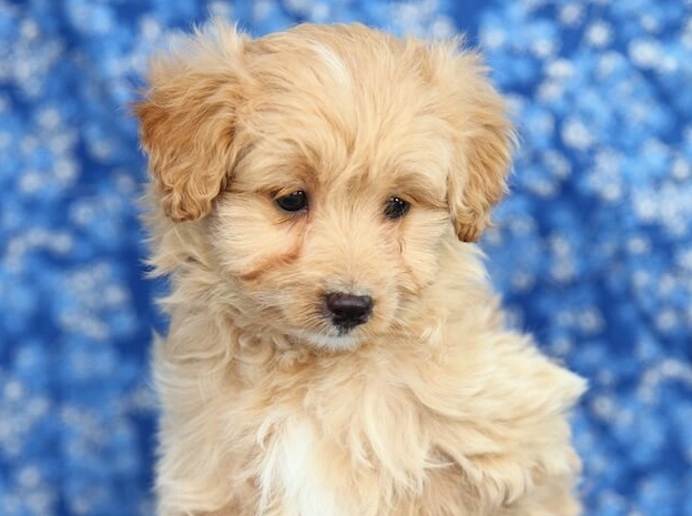 Poodle Pomeranian mix