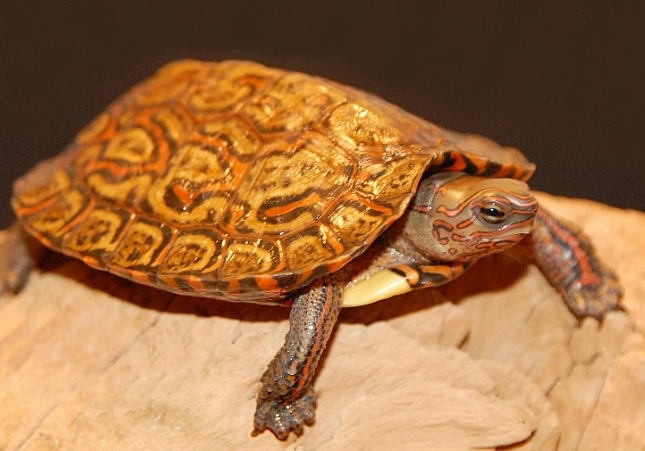 Painted wood turtle pet