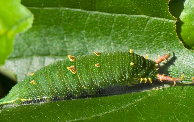 Where can I find a Japanese emperor caterpillar?