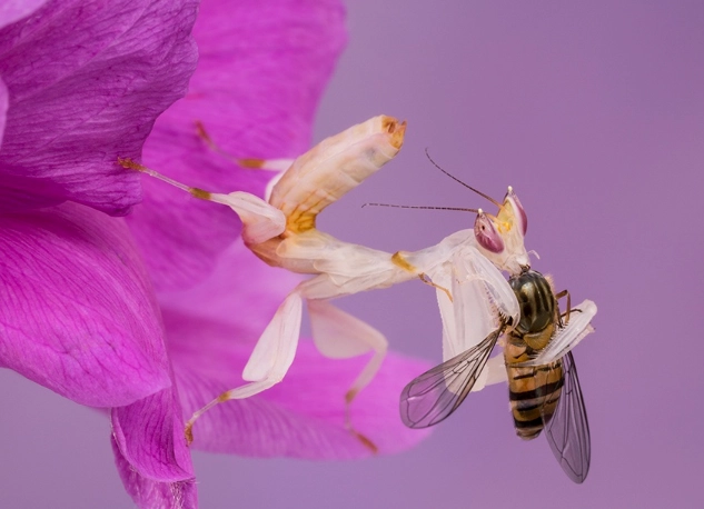 What do Orchid mantis eat