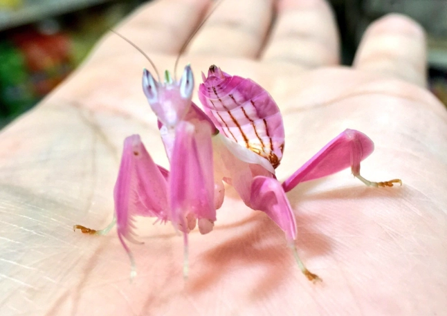 orchid mantis for sale