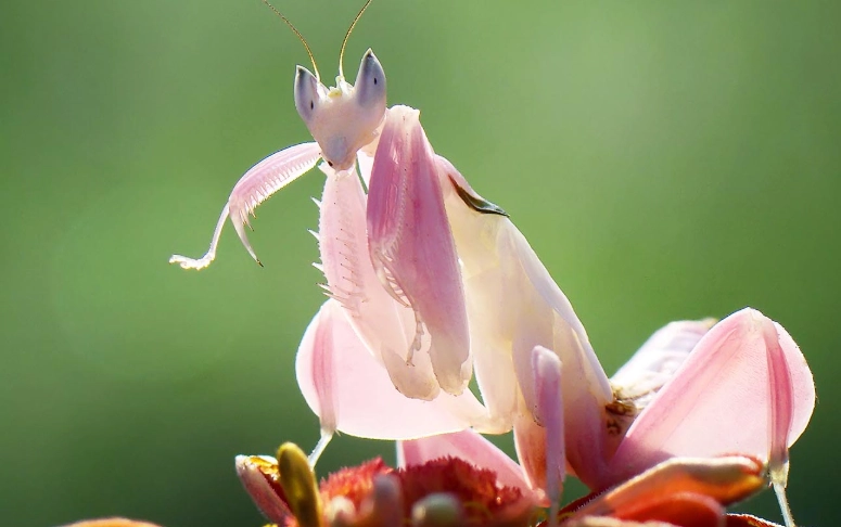 Orchid mantis real or fake
