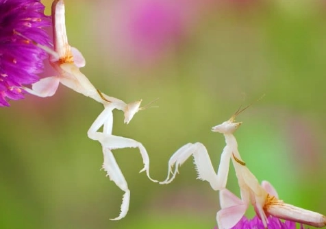 orchid mantis illegal orchid mantis illegal