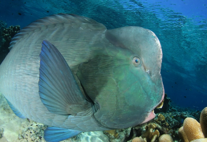 parrot cichlid fighting