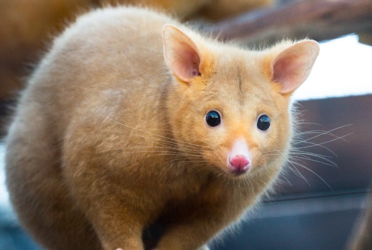 possum as pet