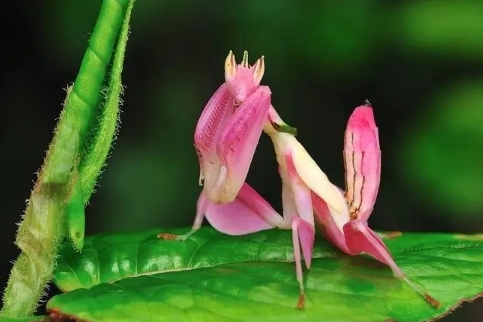 orchid mantis venom orchid mantis venom