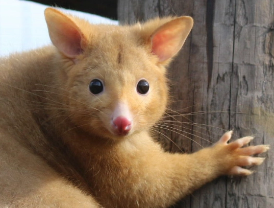 brushtail possum care