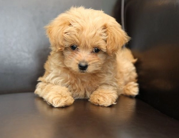 Pomeranian Poodle mix