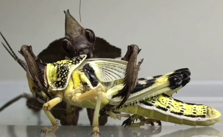 Feeding Orchid mantis