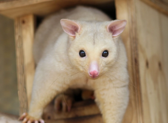 Golden possum Australia