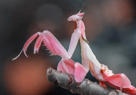 orchid praying mantis poisonous orchid praying mantis poisonous