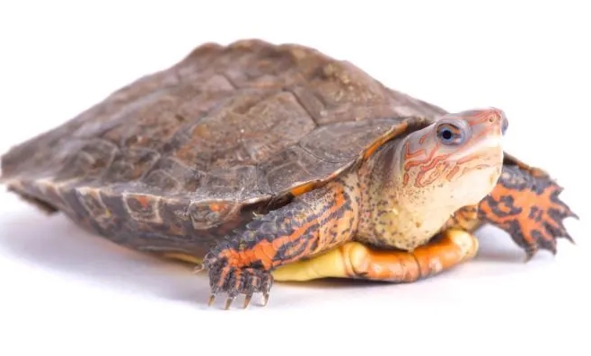 north american wood turtle north american wood turtle