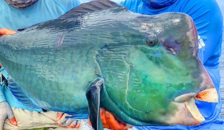 parrot cichlid fighting