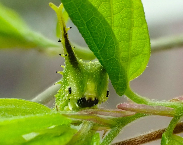 Sasakia charonda caterpillar
