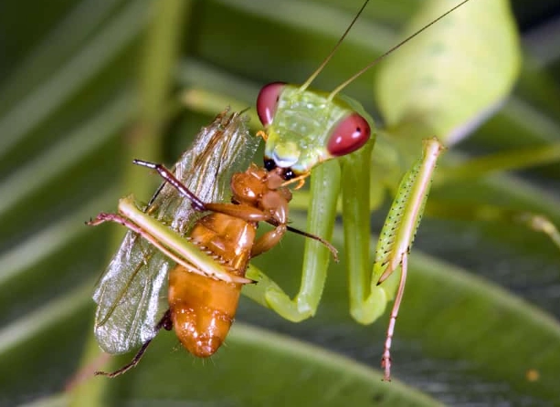 Feeding Orchid mantis