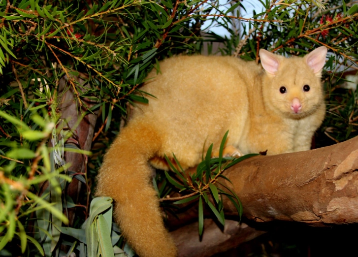 Golden brushtail possum pet