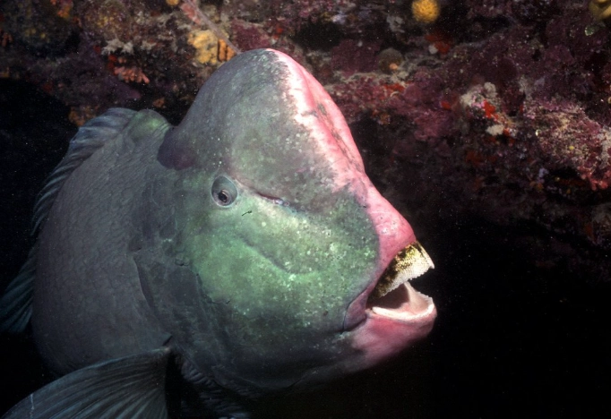stop parrot fish aggression