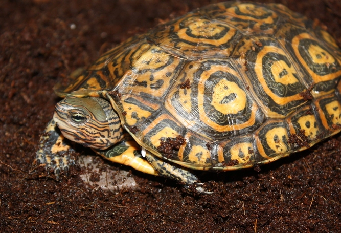 painted wood turtle pet painted wood turtle pet