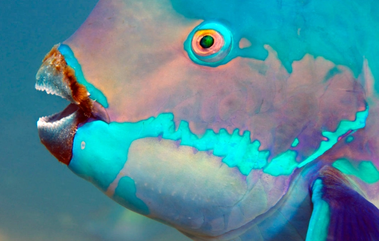 Bump head parrot fish fighting