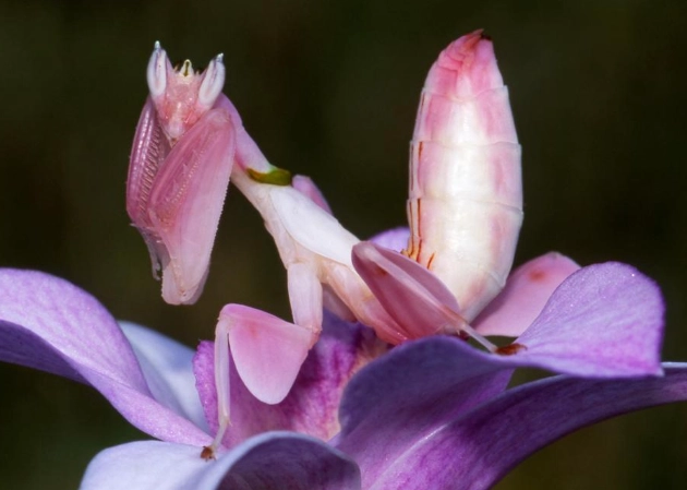 is it illegal to own an orchid mantis is it illegal to own an orchid mantis