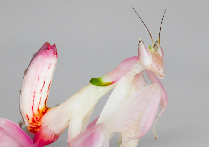 orchid mantis real or fake