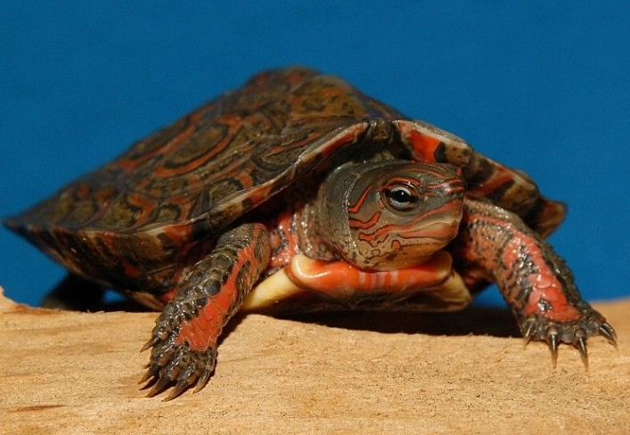 painted wood turtle pet painted wood turtle pet