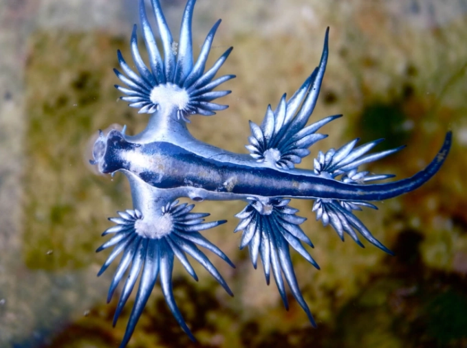 glaucus atlanticus