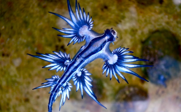 glaucus atlanticus sting