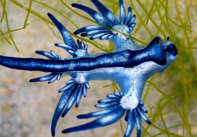 glaucus atlanticus