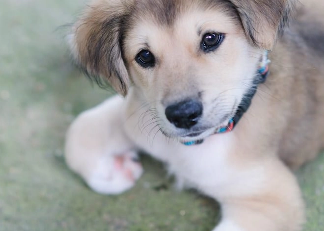 husky golden retriever mix