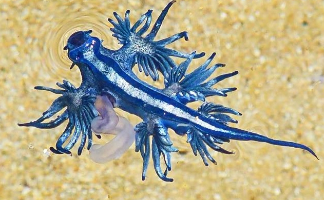 blue dragon sea slug