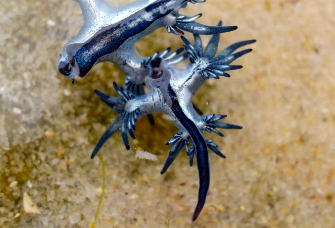 glaucus atlanticus sting