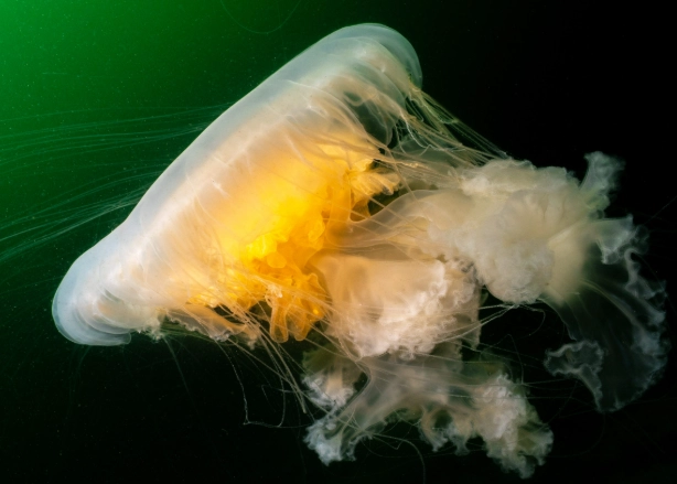 how to hatch jellyfish eggs