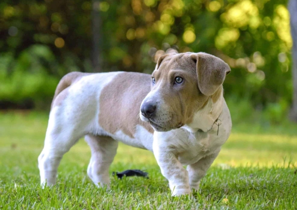 basset mix breeds