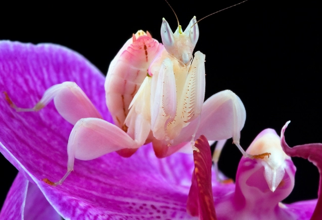 orchid watering mistakes orchid watering mistakes