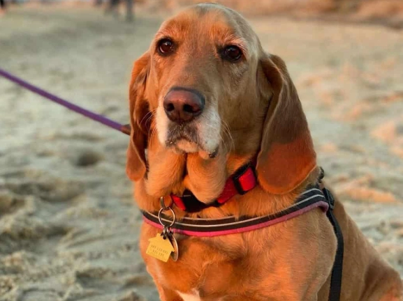 basset hound mix puppies